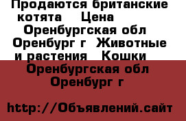 Продаются британские котята  › Цена ­ 3 000 - Оренбургская обл., Оренбург г. Животные и растения » Кошки   . Оренбургская обл.,Оренбург г.